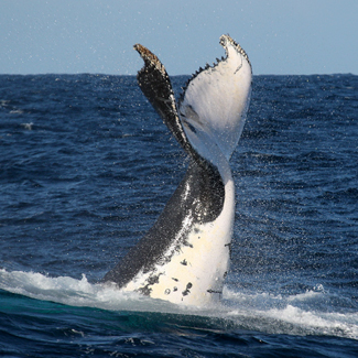 Manly, the perfect whale-watching destination « Manly Bunkhouse